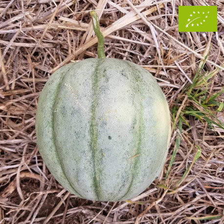 Plant de Melon Vieille France Bio