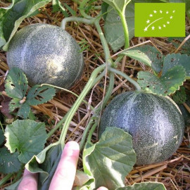 Plant de Melon Petit gris de Rennes Bio