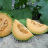 Melon Stellio F1