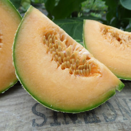 Melon Stellio F1