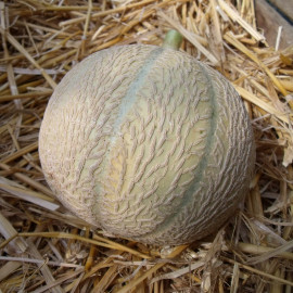 Plant de Melon Stellio F1