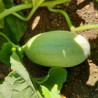 Melon Mangomel F1