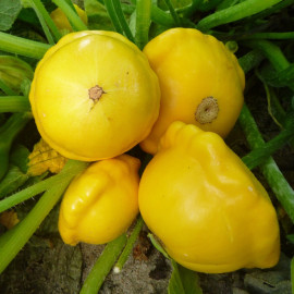 Plant de Pâtisson Jaune