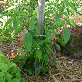 Plant de Piment de Cayenne