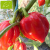 Piment Antillais Bio