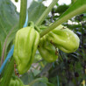 Piment Antillais Bio