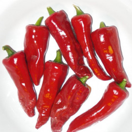 Plant de Piment Gorria