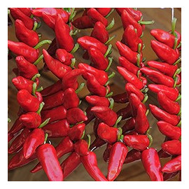 Piment Gorria Bio