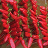 Piment Gorria Bio