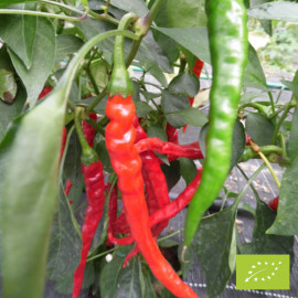 Plant de Piment Doux des Landes Bio