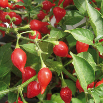 Plant de Piment Button Red