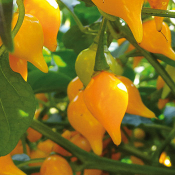 Plant de Piment Button Yellow