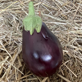 Plant d'Aubergine Bonica F1