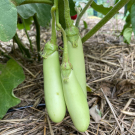 Plant d'Aubergine Green Knight F1