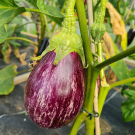 Aubergine Leire F1