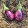 Aubergine Leire F1