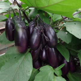 Aubergine Patio Baby F1