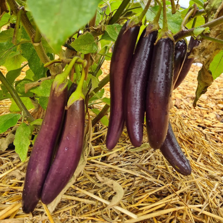 Plant d'Aubergine Violet Knight F1