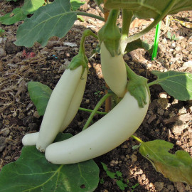 Plant d'Aubergine White Knight F1