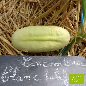 Plant de Concombre Blanc Hâtif Bio