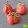 Tomate Albenga Bio