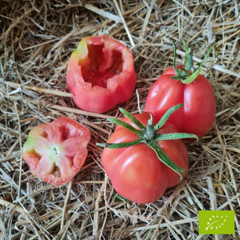 Tomate Albenga Bio