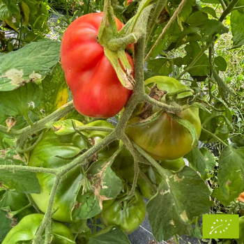 Tomate Albenga Bio