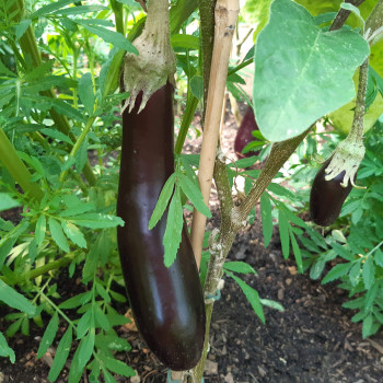 Plant d'Aubergine Sultane F1