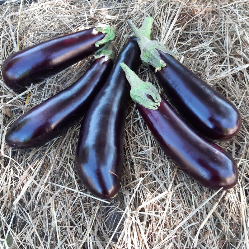 Plant d'Aubergine Sultane F1