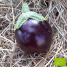 Plant d'Aubergine Meronda Bio