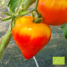 Plant de Tomate Anacoeur