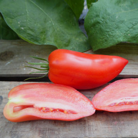 Tomate Andine Cornue Sél. Anca 