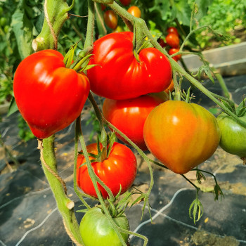 Plant de Tomate As de coeur F1