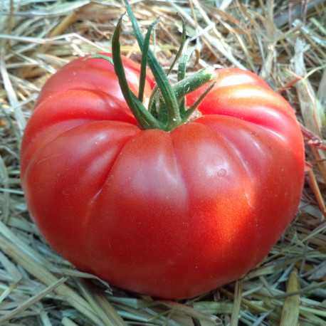 Tomate Brutus