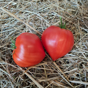 Plant de Tomate Coeur de Boeuf Cardinal