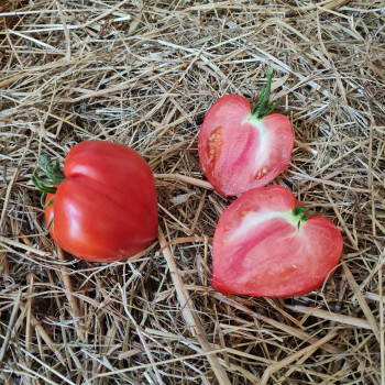 Tomate Coeur De Boeuf Sélection Cardinal