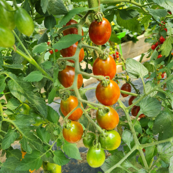 Plant de Tomate Dattochoco F1