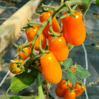 Plant de Tomate Dattorange F1