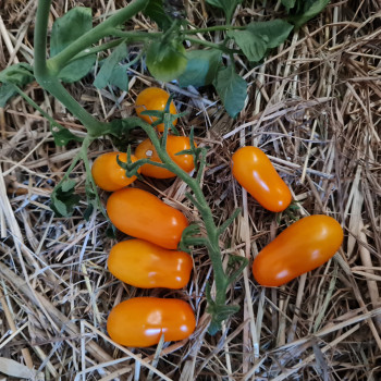 Plant de Tomate Dattorange F1