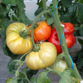 Tomate Gigantomo F1