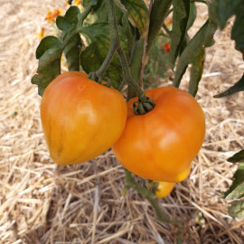 Tomate Gourmansun F1