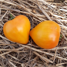 Tomate Gourmansun F1