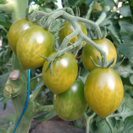 Plant de Tomate Green Envy