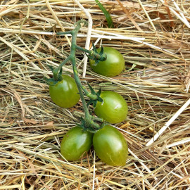 Tomate Green Envy