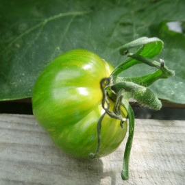 Tomate Green Zebra Bio