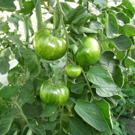 Tomate Green Zebra Bio