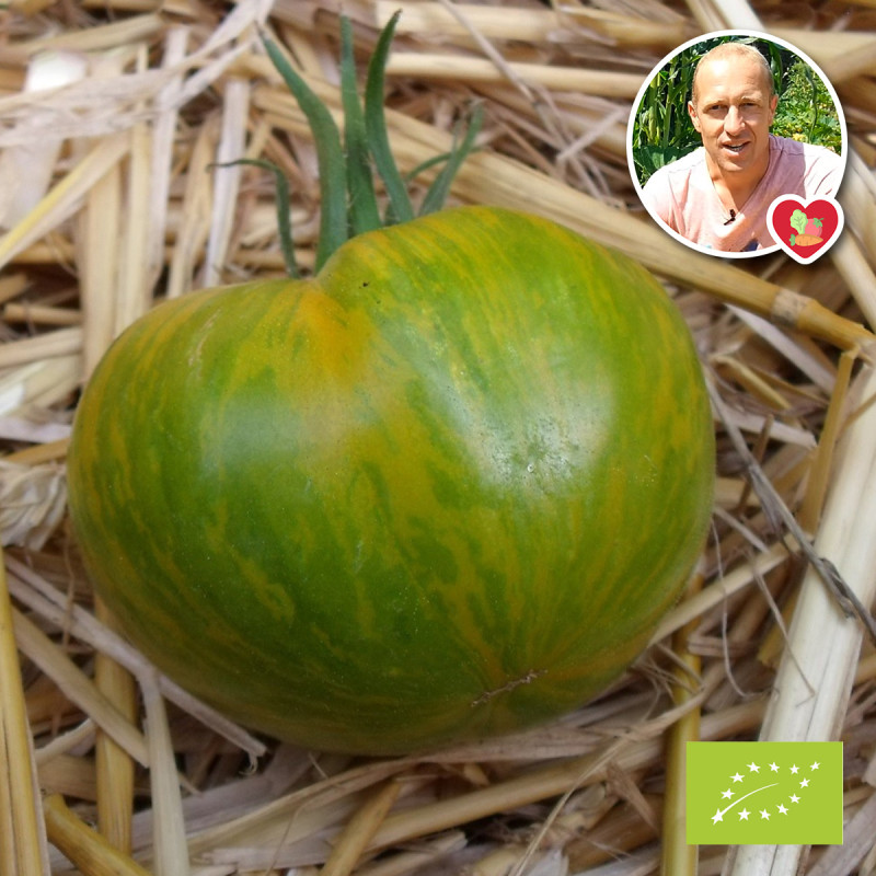 Tomate Green Zebra Bio