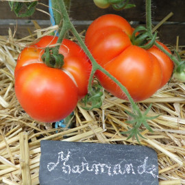 Plant de Tomate Marmande