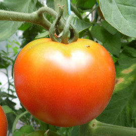 Tomate Montfavet 63/5 F1