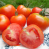 Tomate Montfavet 63/5 F1